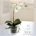 Phalaenopsis Ochids in Glass Pot Vase 12" White