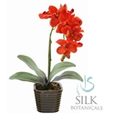 Potted Orchid 14 in. orange