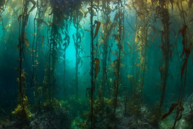 Tahukah Kalian Bahwa Di Permukaan Samudra Pasifik Ada Hutan Dalam Air Yang Tersembunyi